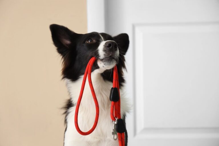 Co zrobić z psem podczas urlopu – praktyczne porady dla właścicieli